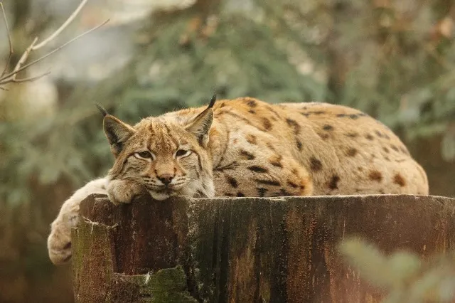 Velké kočičí stěhování v zoo