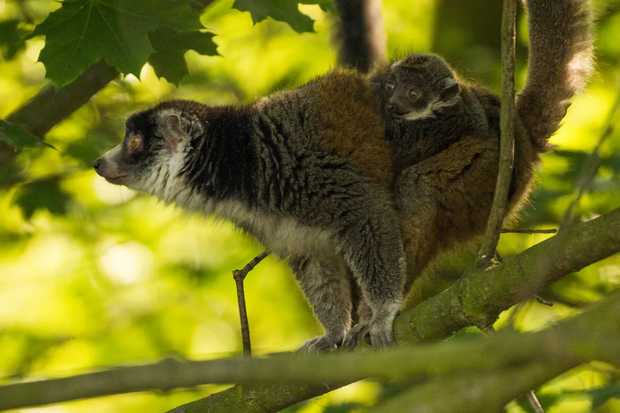 Další chovatelský úspěch Zoo Ostrava – narodilo se první mládě lemura mongoze