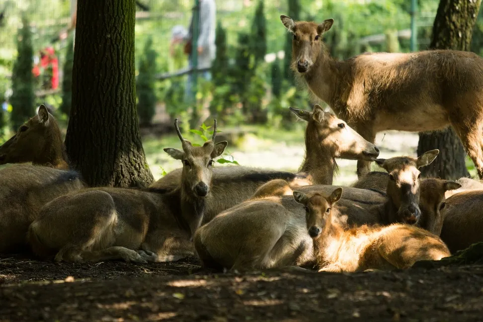 Večerní komentované prohlídky v Zoo Ostrava