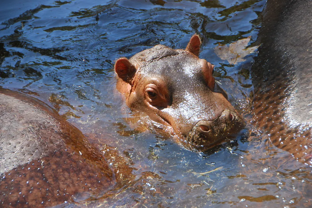 Evropský koordinátor z Ostravy již vybral nového hrocha pro královédvorskou zoo