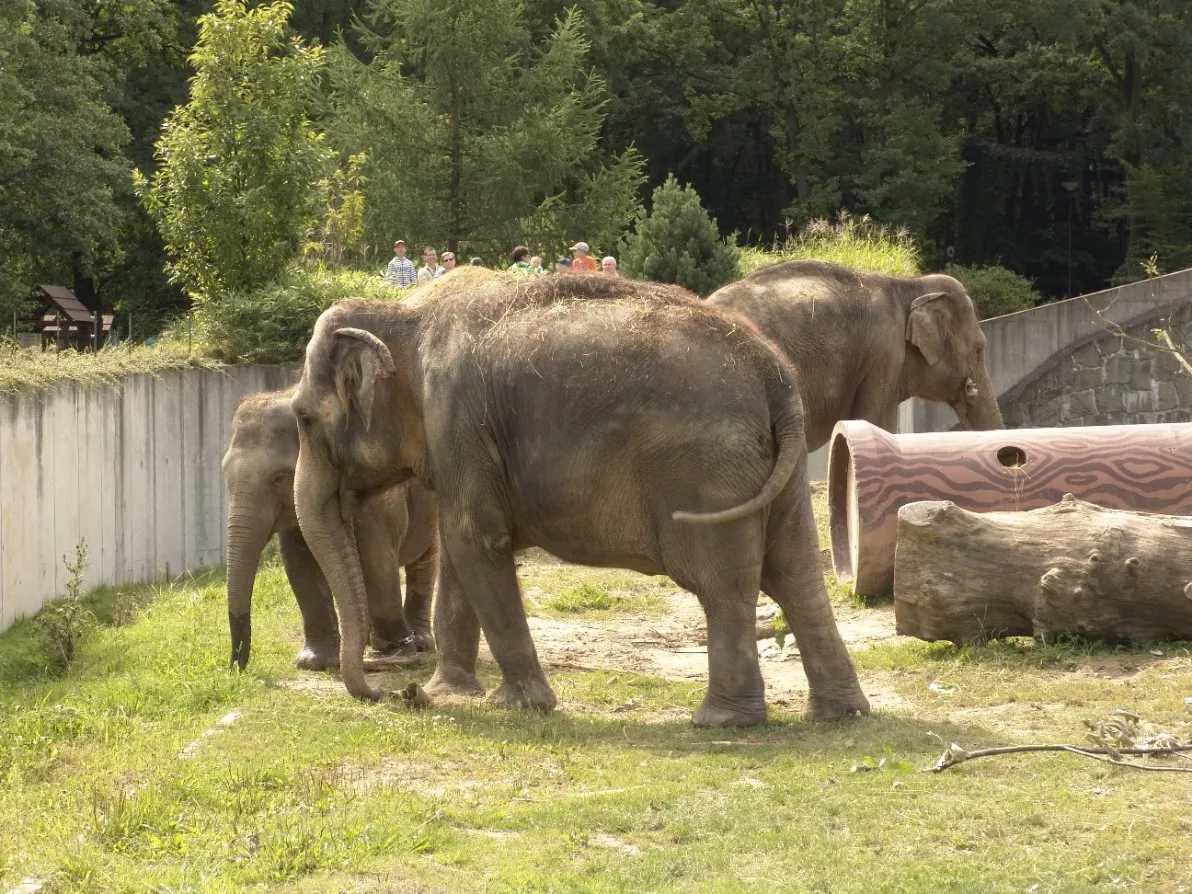 Mezinárodní den slonů v Zoo Ostrava