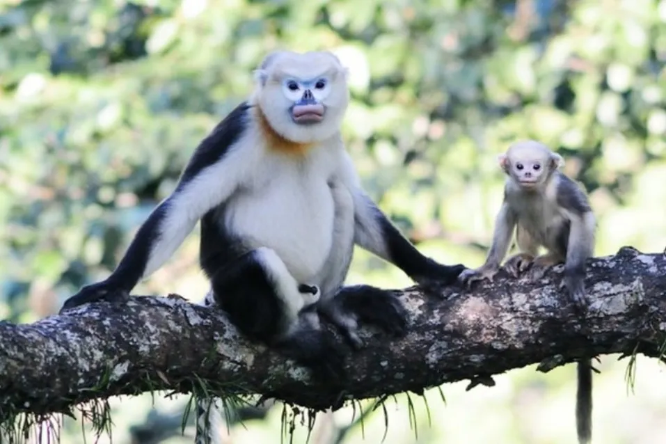 Zoo zve na běh pro langury