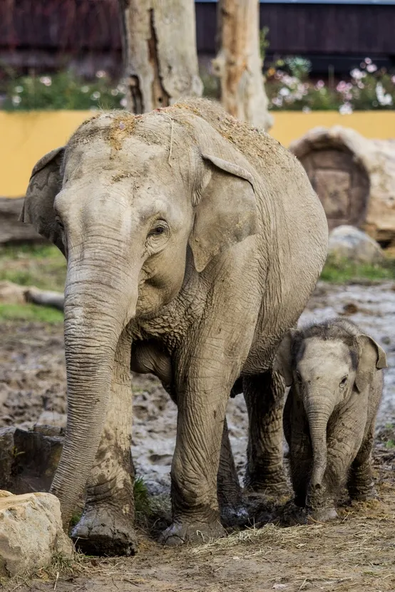 Pozvánka na přednášku v zoo: Co přinesl rok 2017?