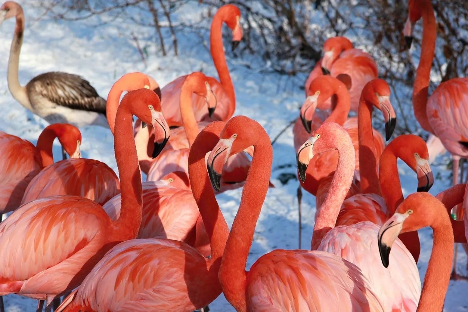 Zasněžená zoo plná života !