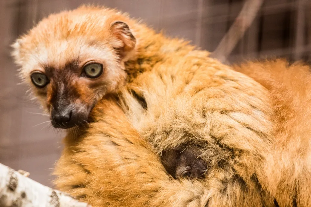 V Zoo Ostrava se rozmnožili vzácní modroocí lemuři