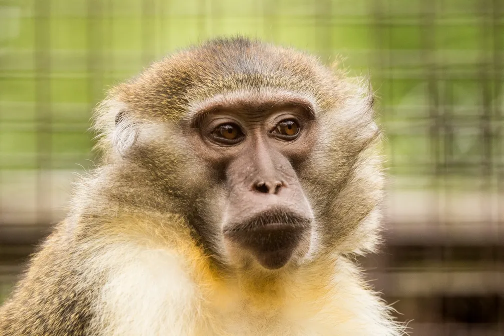 Nový druh primáta v Zoo Ostrava – vzácný mangabej žlutobřichý