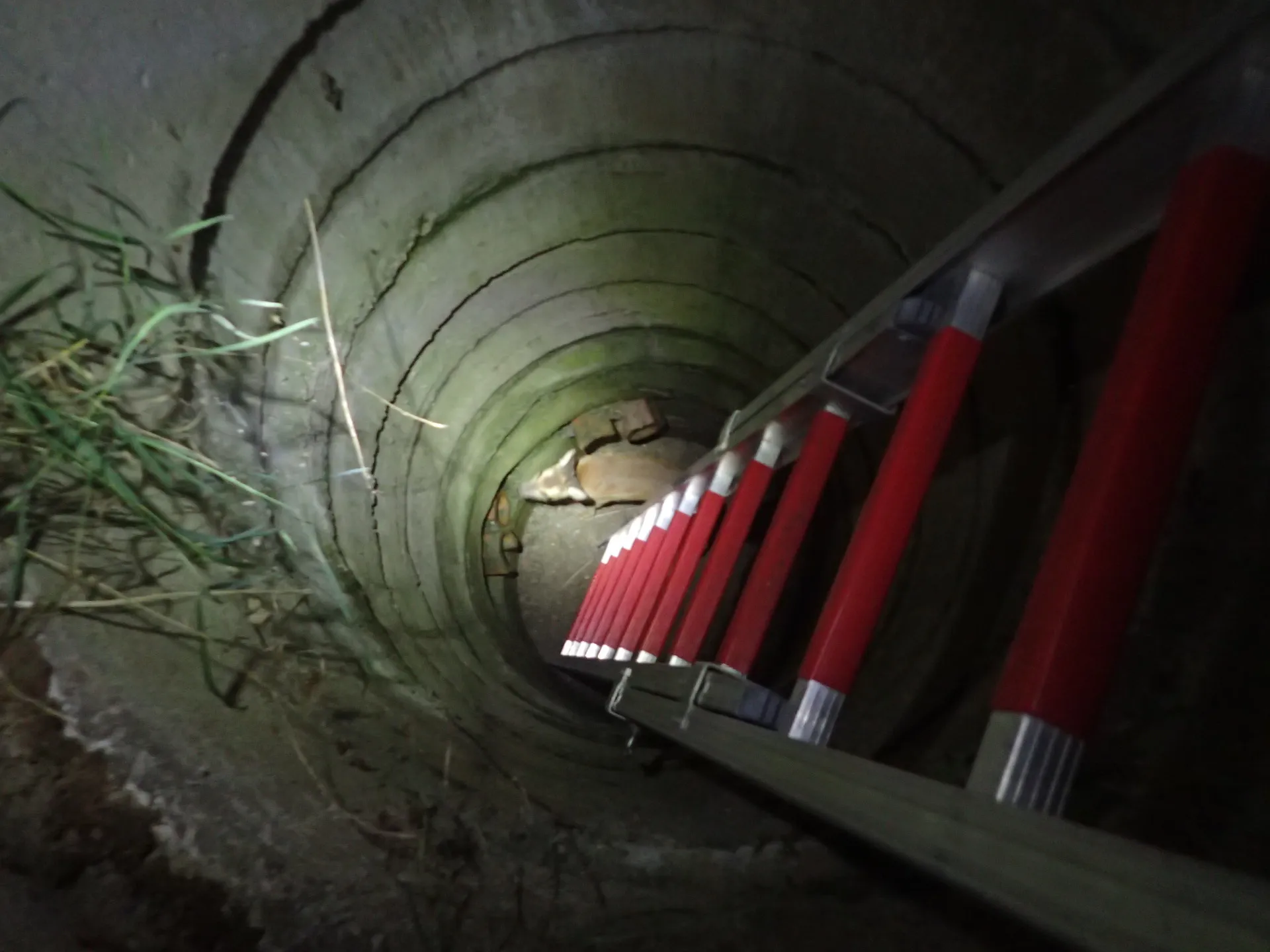 Ostravští hasiči zachraňovali srnečka ze čtyřmetrové hloubky