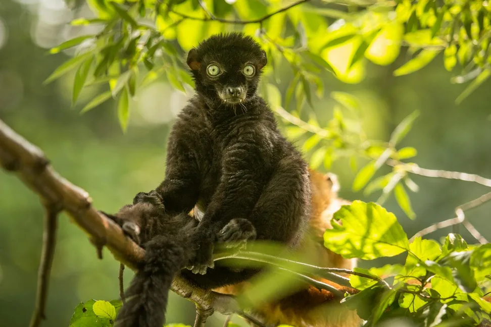 POMOZTE BĚHEM V ZOO LEMURŮM