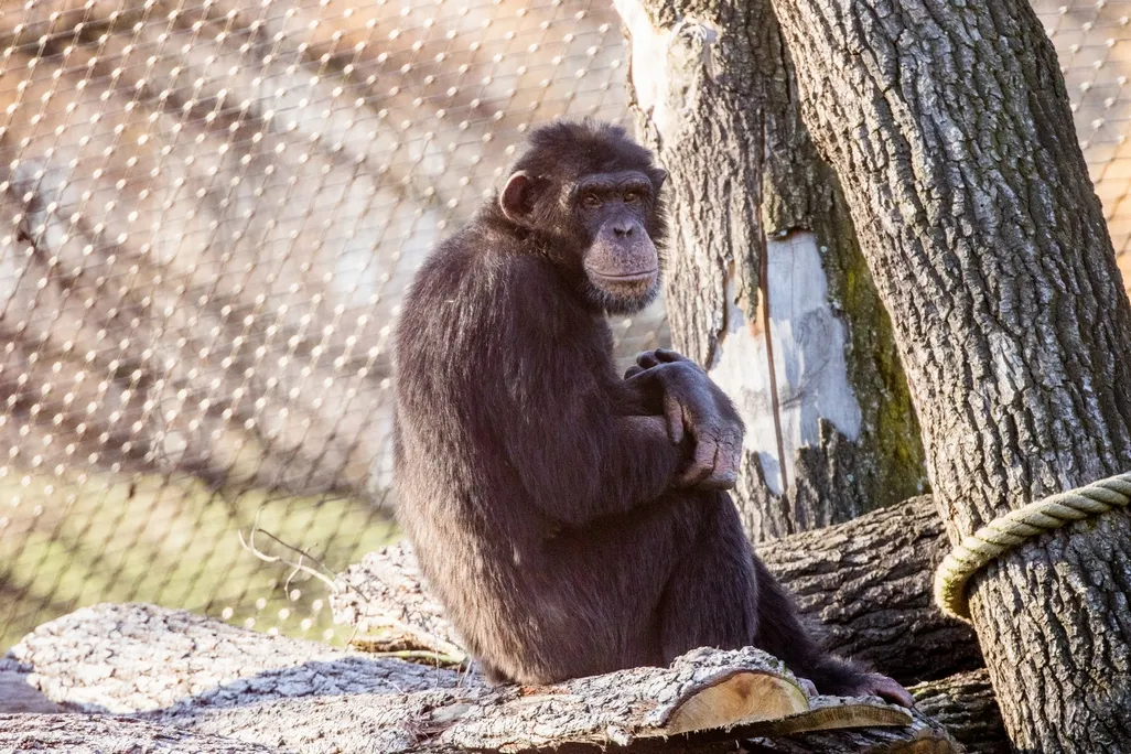 NOVÝ SAMEC ŠIMPANZE V ZOO OSTRAVA