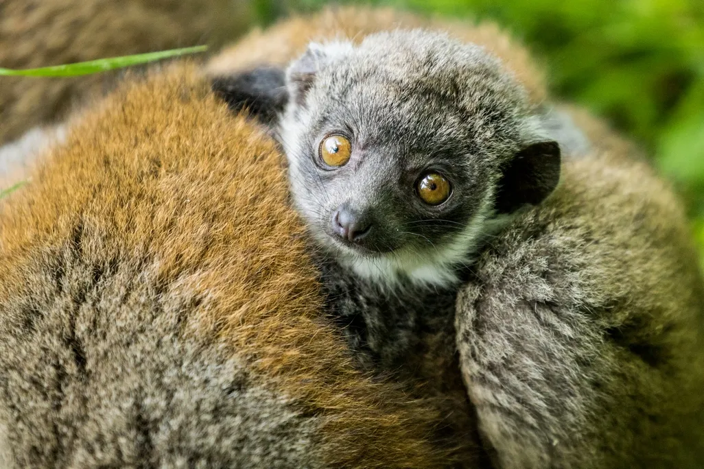 JAKÝ BYL ROK 2018 V ZOO OSTRAVA