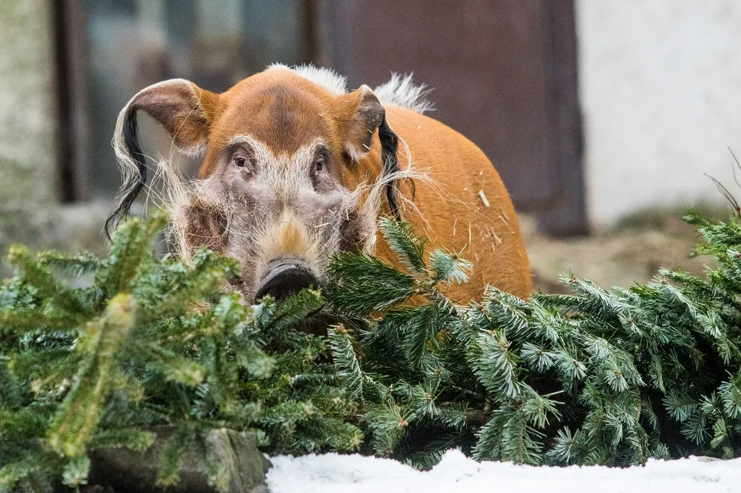 Zvířata v zoo si pochutnávají na vánočních jedličkách