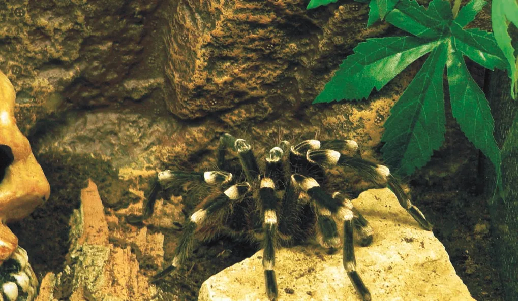 KOUSEK PESTRÉ AMAZONIE V ZOO