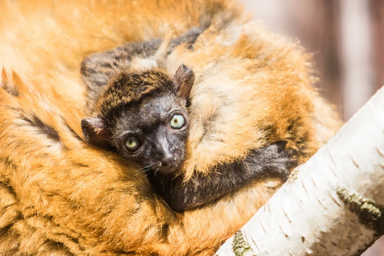 DALŠÍ MLÁDĚ LEMURA SCLATEROVA V ZOO OSTRAVA