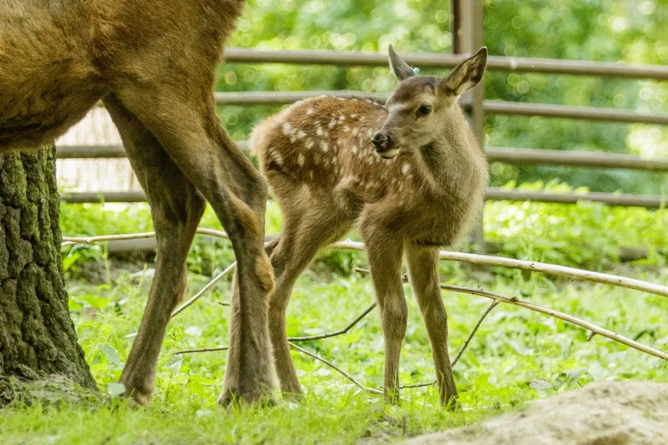 V ZOO OSTRAVA SE NARODILA DVOJČATA NEJVĚTŠÍHO JELENA