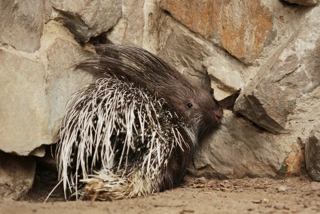 ZOO OSTRAVA: DIKOBRAZI- VELCÍ HLODAVCI S OSTNY