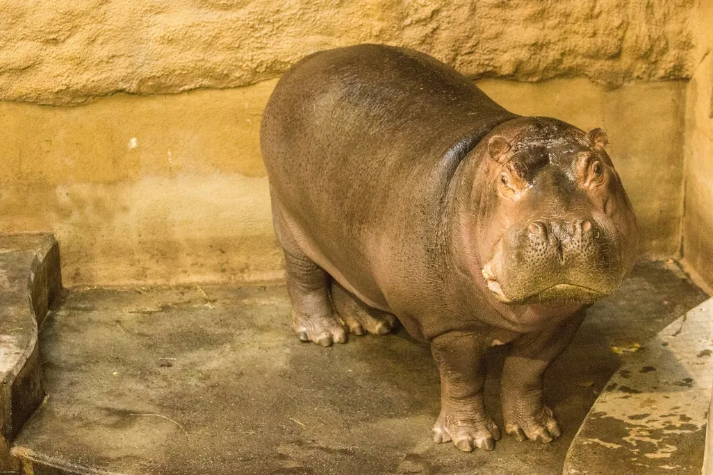 Do Zoo Ostrava dorazil nový hroší samec