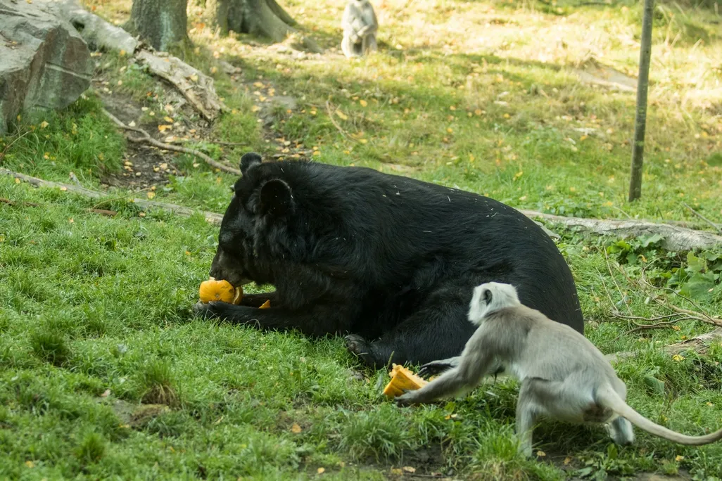 Čitván v Zoo Ostrava: 11 mláďat hulmanů v 11 měsících