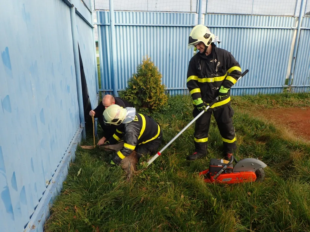 Hasiči zachraňovali srny v Hlučíně a Havířově
