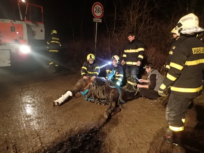 Záchrana jezdeckého koně z mříže na Frýdecko-Místecku