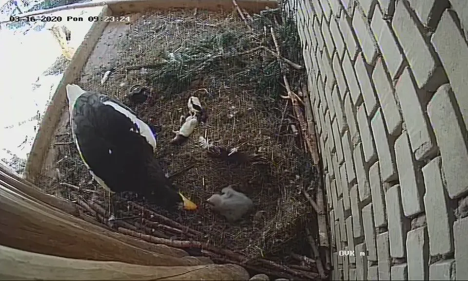 Tři mláďata u orlů mořských v ZOO Ostrava