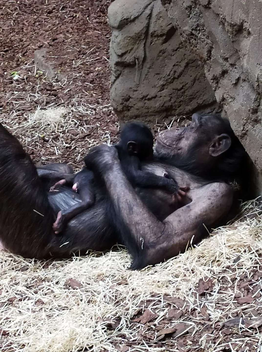 V zoo se po 10 letech narodilo mládě šimpanze