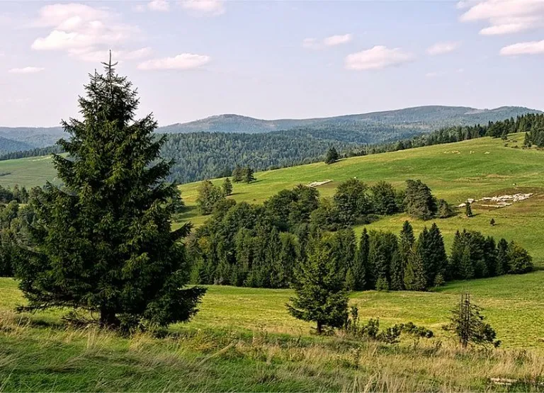 Radegast chrání stromy před suchem