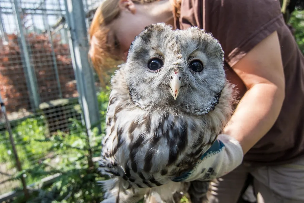Mladí puštíci bělaví ze Zoo Ostrava budou vypuštěni do přírody