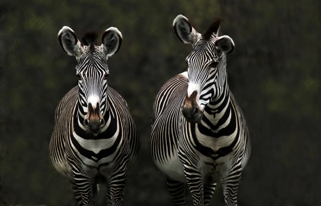 Zoo Ostrava je v žebříčku turistických cílů