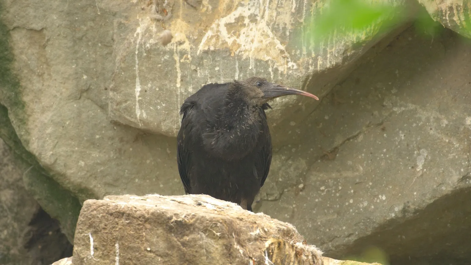 Mláďata u vzácných ibisů skalních v Zoo Ostrava