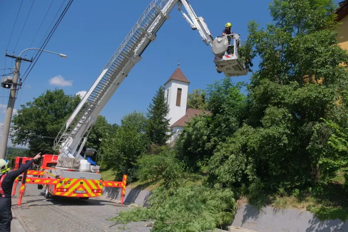Opatrná likvidace nebezpečného jasanu v Ostravě-Proskovicích