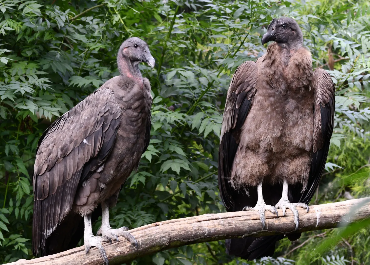 Koupání kondorů andských v Zoo Ostrava