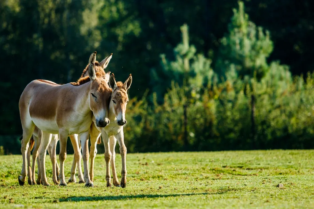 Zoo Ostrava má stále největší stádo ohrožených onagerů v Evropě