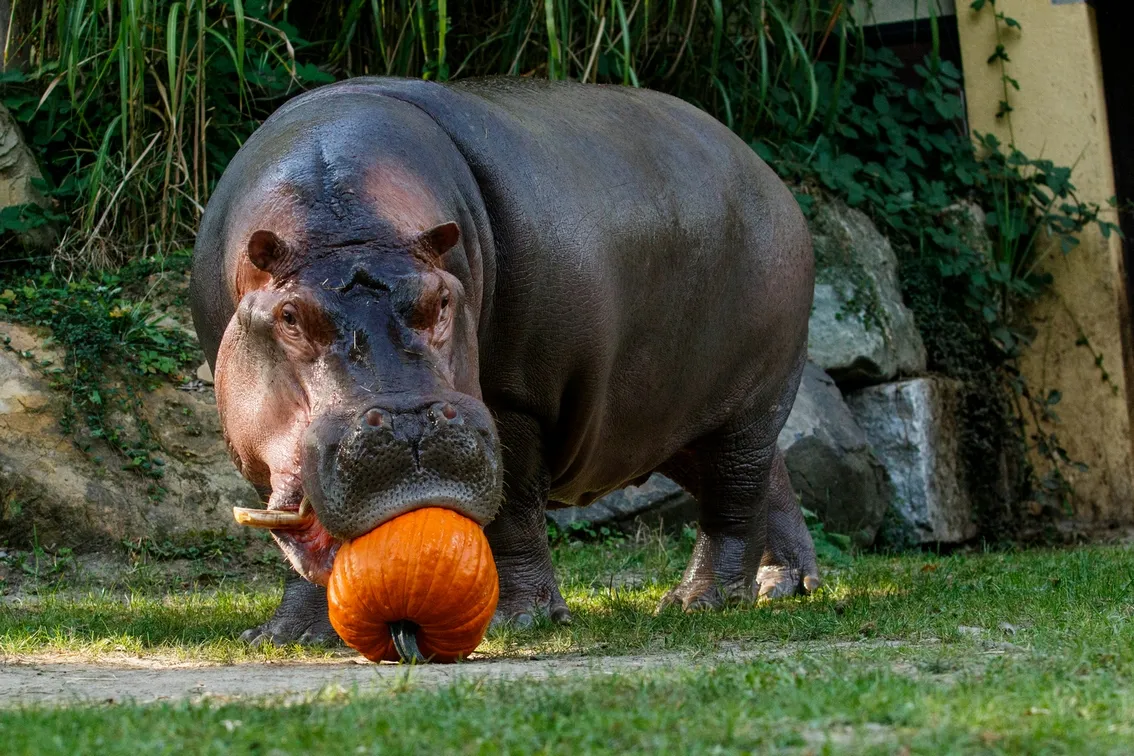 Pomoc zoo