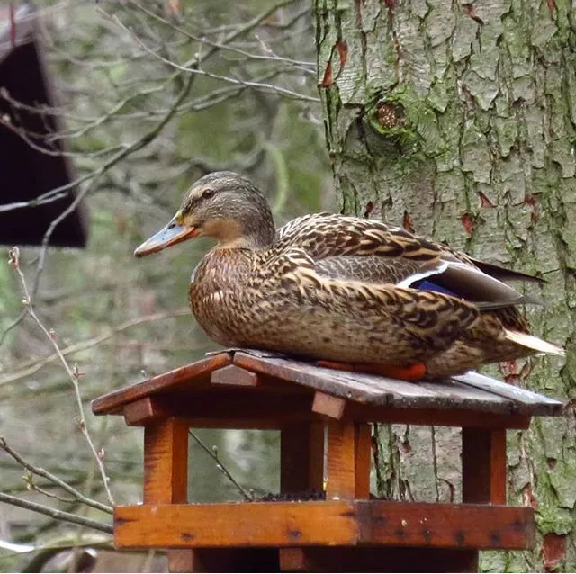 Biodiverzita v Zoo Ostrava: Krmit, či nekrmit ptáky v zimě?