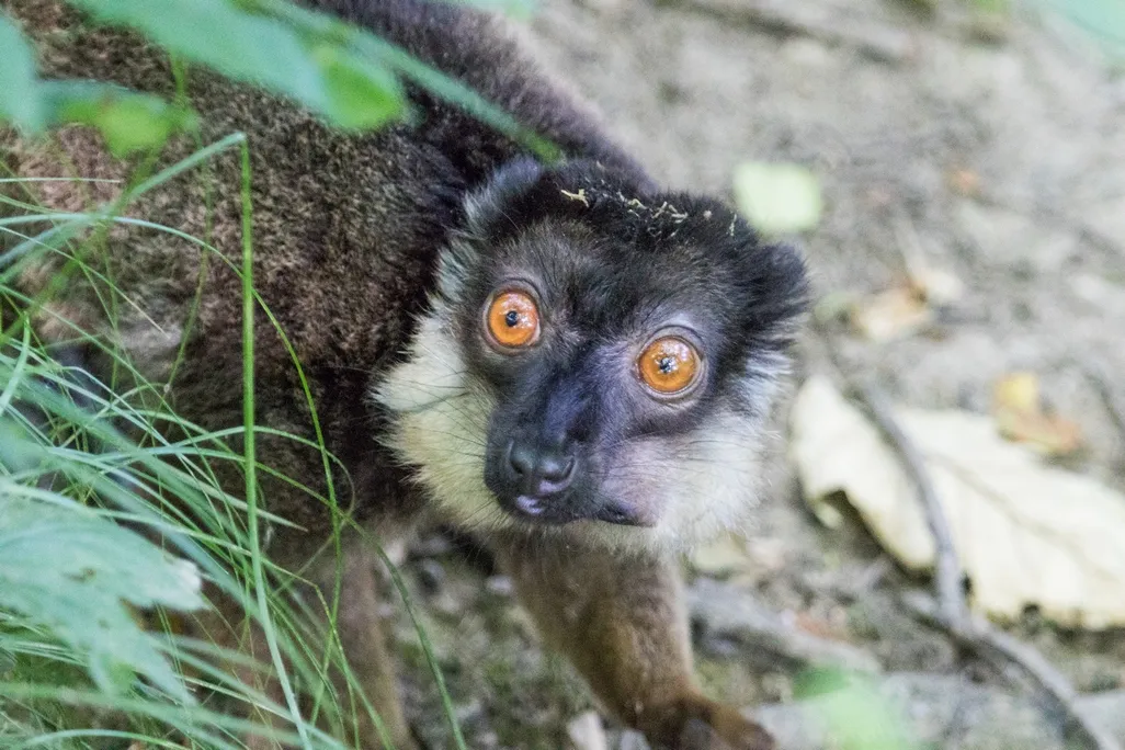 První pár lemurů šedohlavých v Zoo Ostrava