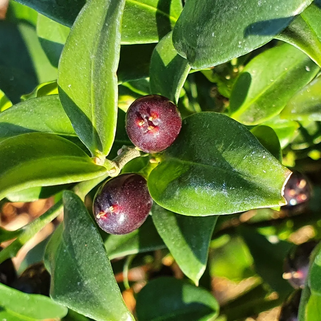 Botanické zajímavosti Zoo Ostrava: Jasmínový buxus