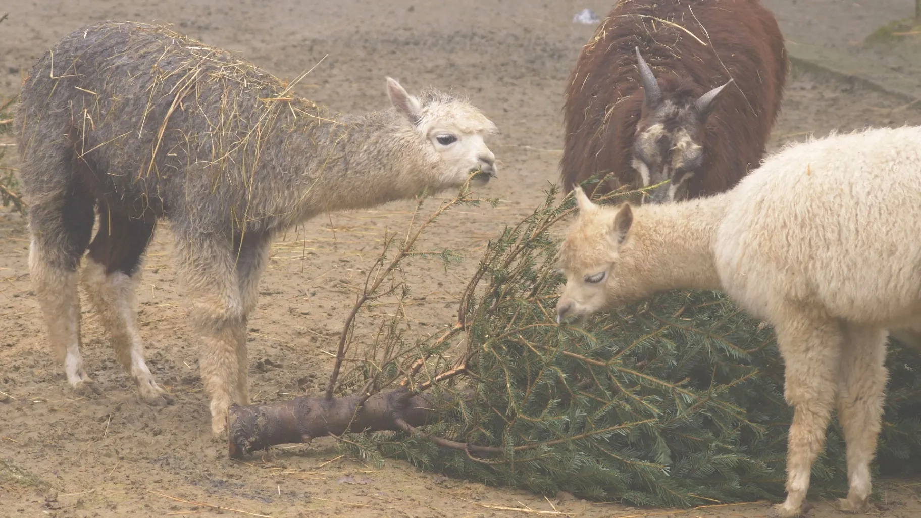 Vánoční stromky zpestřují jídelníček zvířatům v Zoo Ostrava