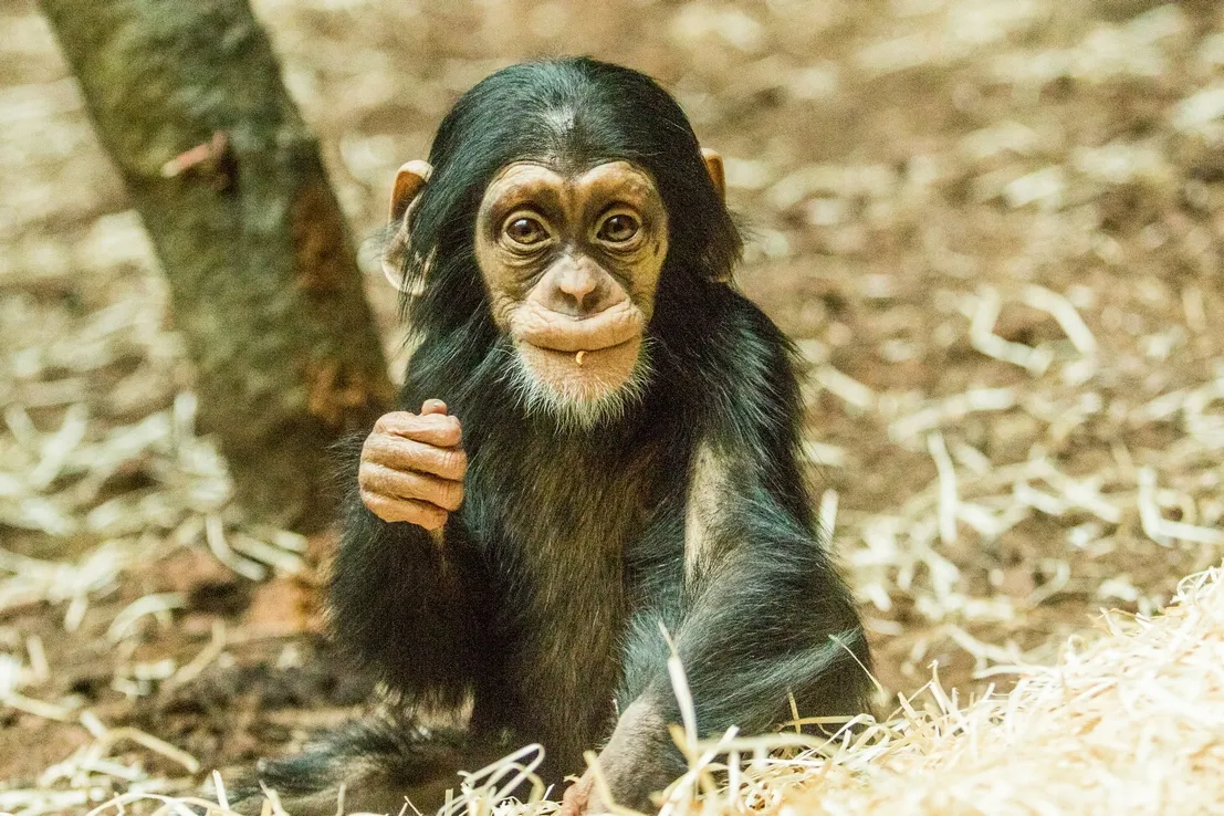 Evropský chov šimpanzů nově řídí Zoo Ostrava