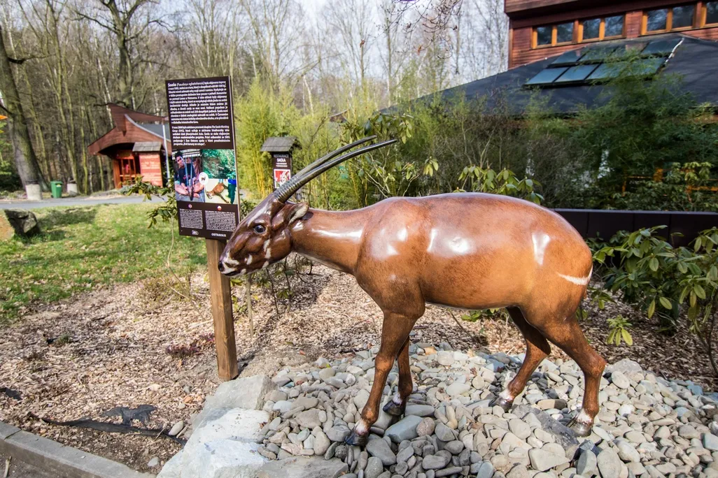 Saola, tajemný „asijský jednorožec“, kterého žádný vědec nespatřil na vlastní oči, je nyní k vidění v Zoo Ostrava