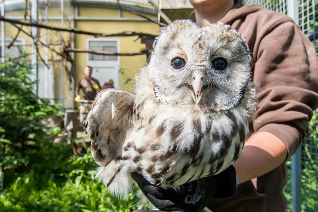 Aktuality o puštících bělavých v Zoo Ostrava a projektu na jejich záchranu v Rakousku