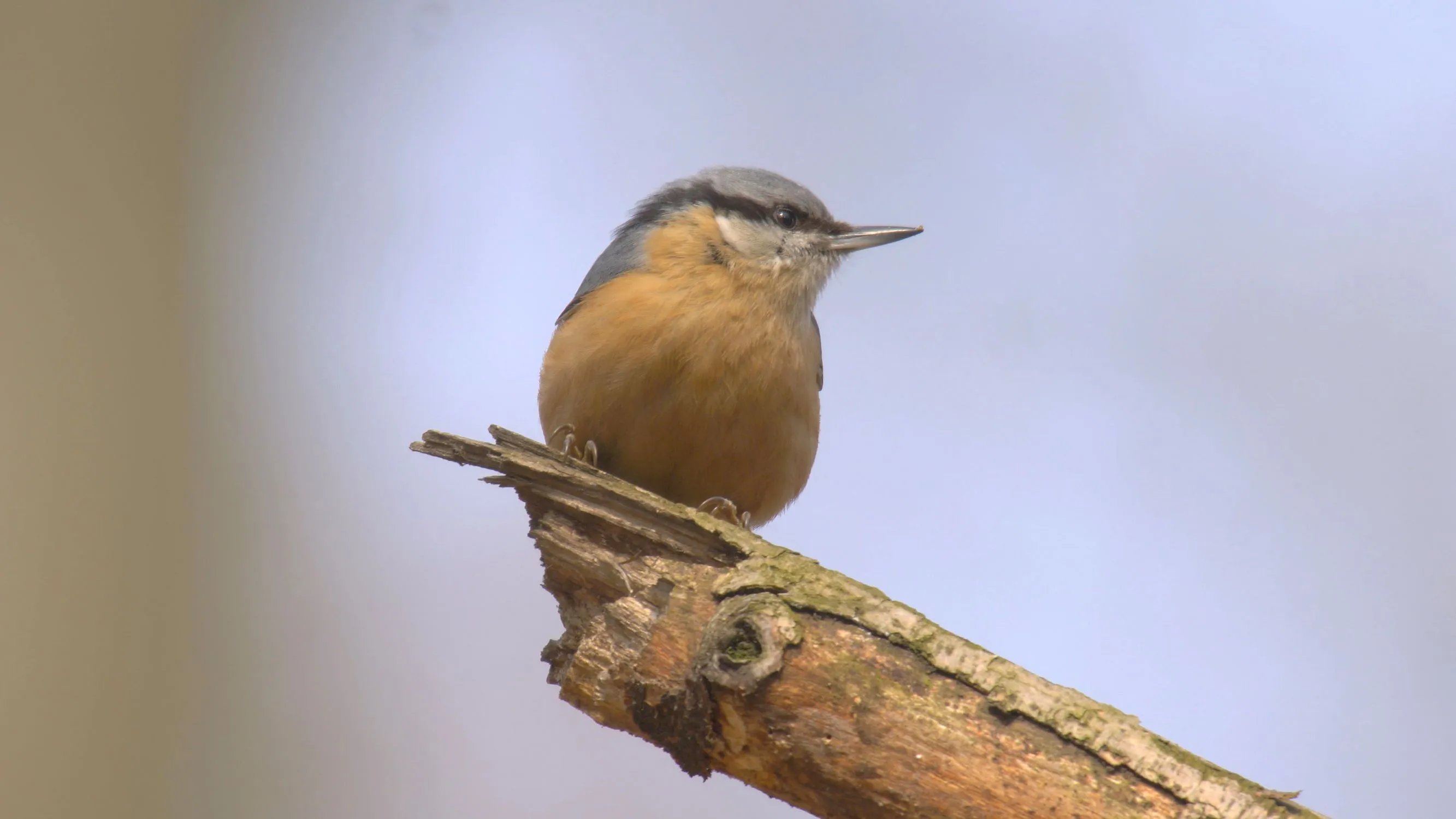 Den ptactva