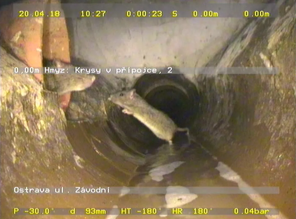 Plošná deratizace v Ostravě byla zahájena