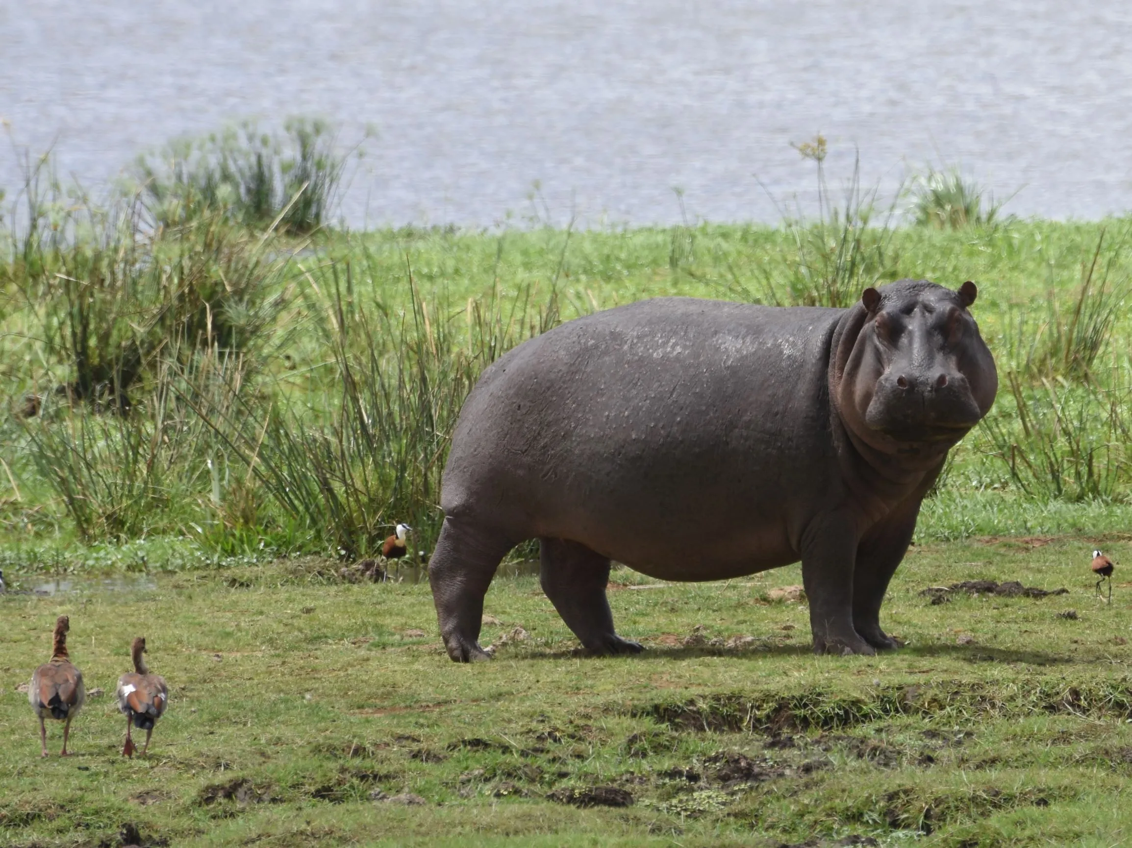 Zoo Ostrava podporuje záchranu hrocha a hrošíka v Africe!