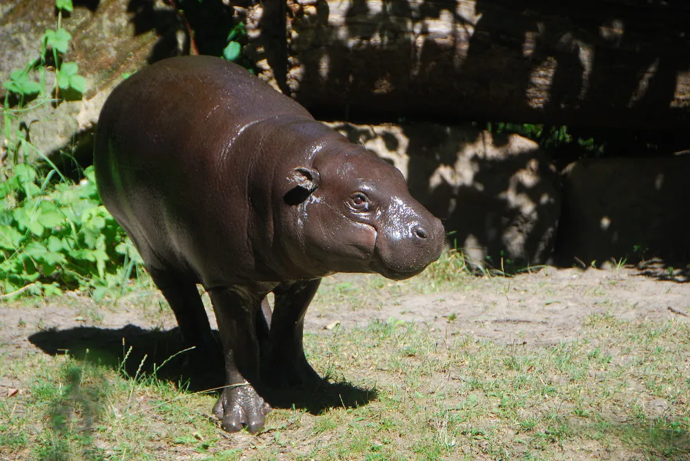 Pozvánka na přednášku Zoo Ostrava: Země a zvíře, na které jsme zapomněli
