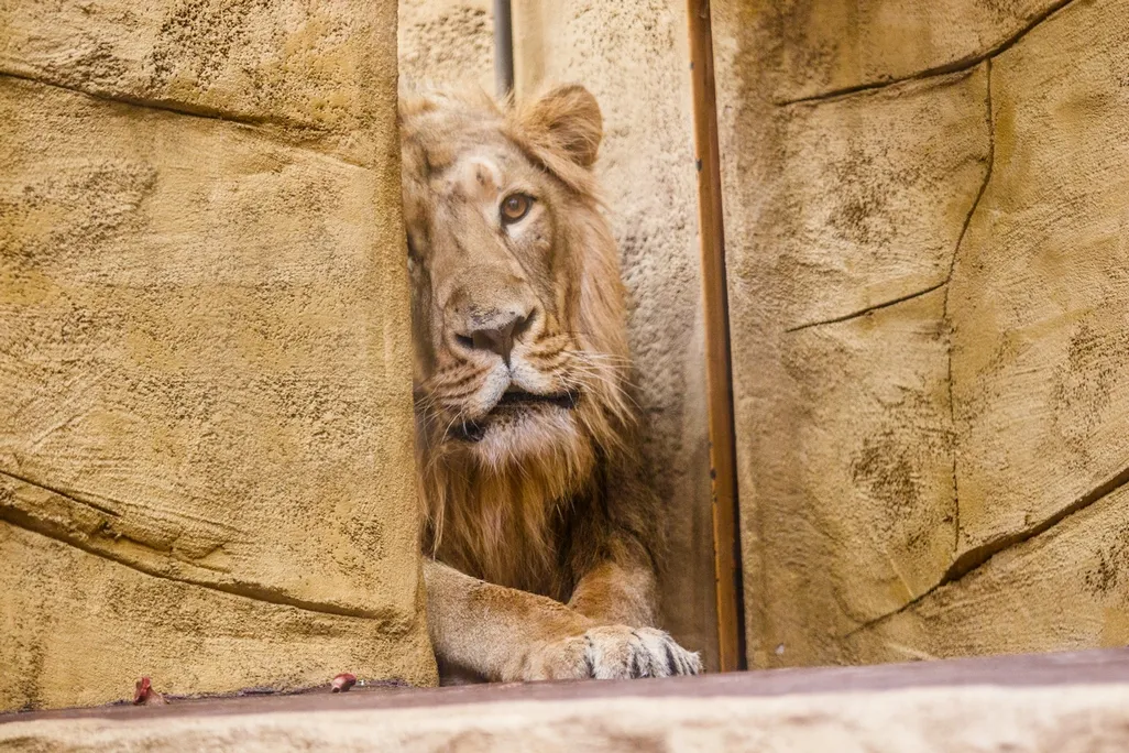 Do Zoo Ostrava dorazil mladý samec lva indického