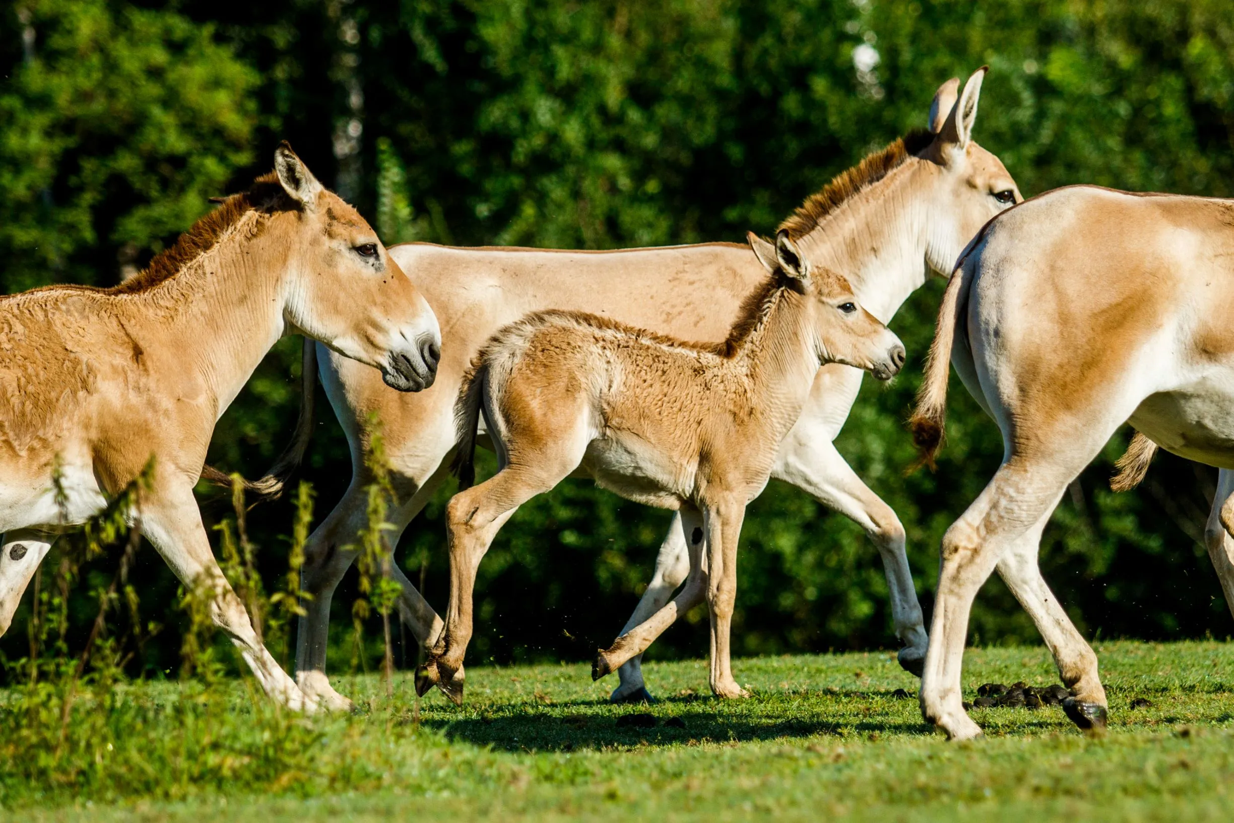 Provoz safari v Zoo Ostrava byl opět zahájen