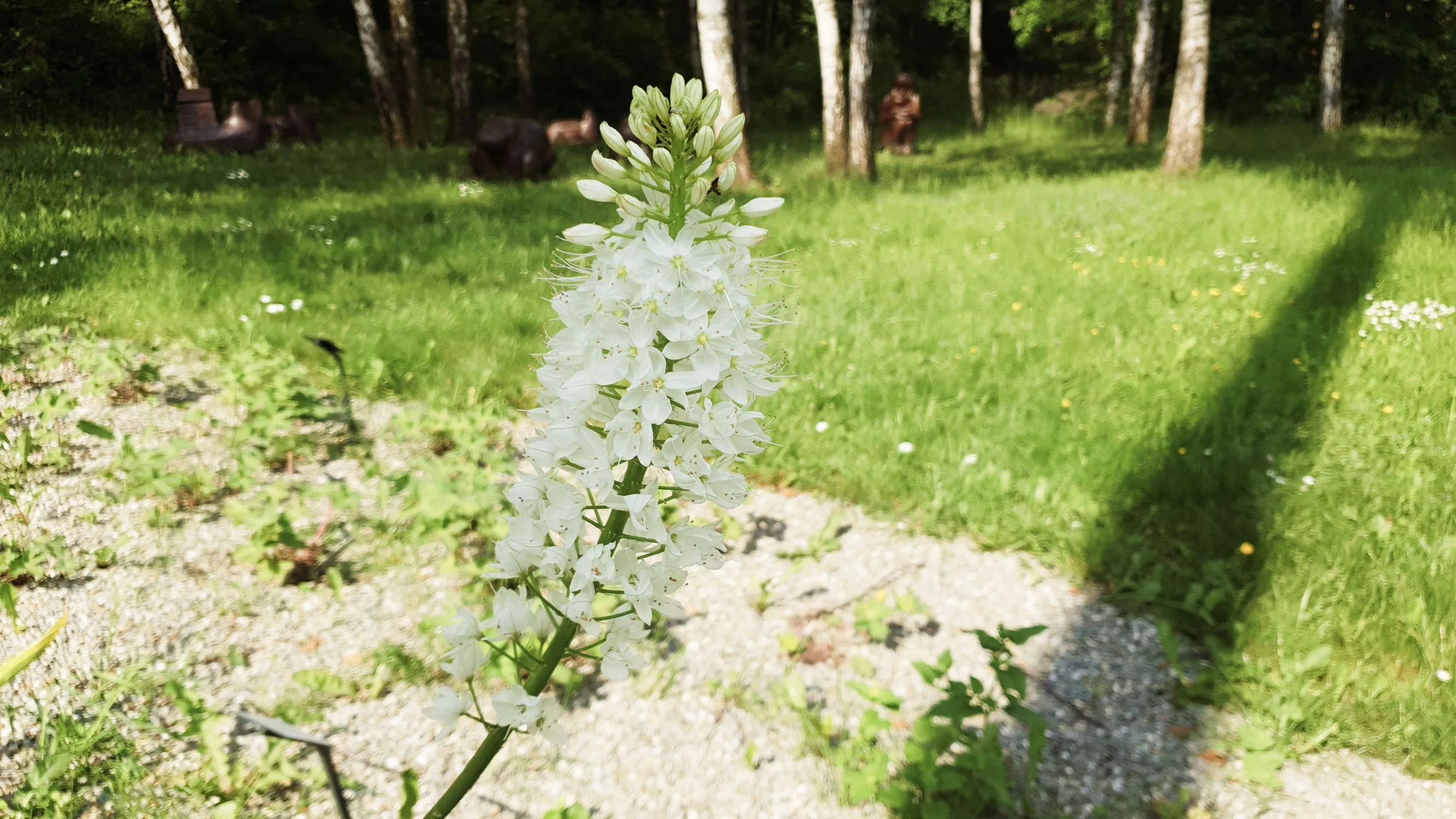 Botanické zajímavosti Zoo Ostrava: Bílá kráska z Himálaje