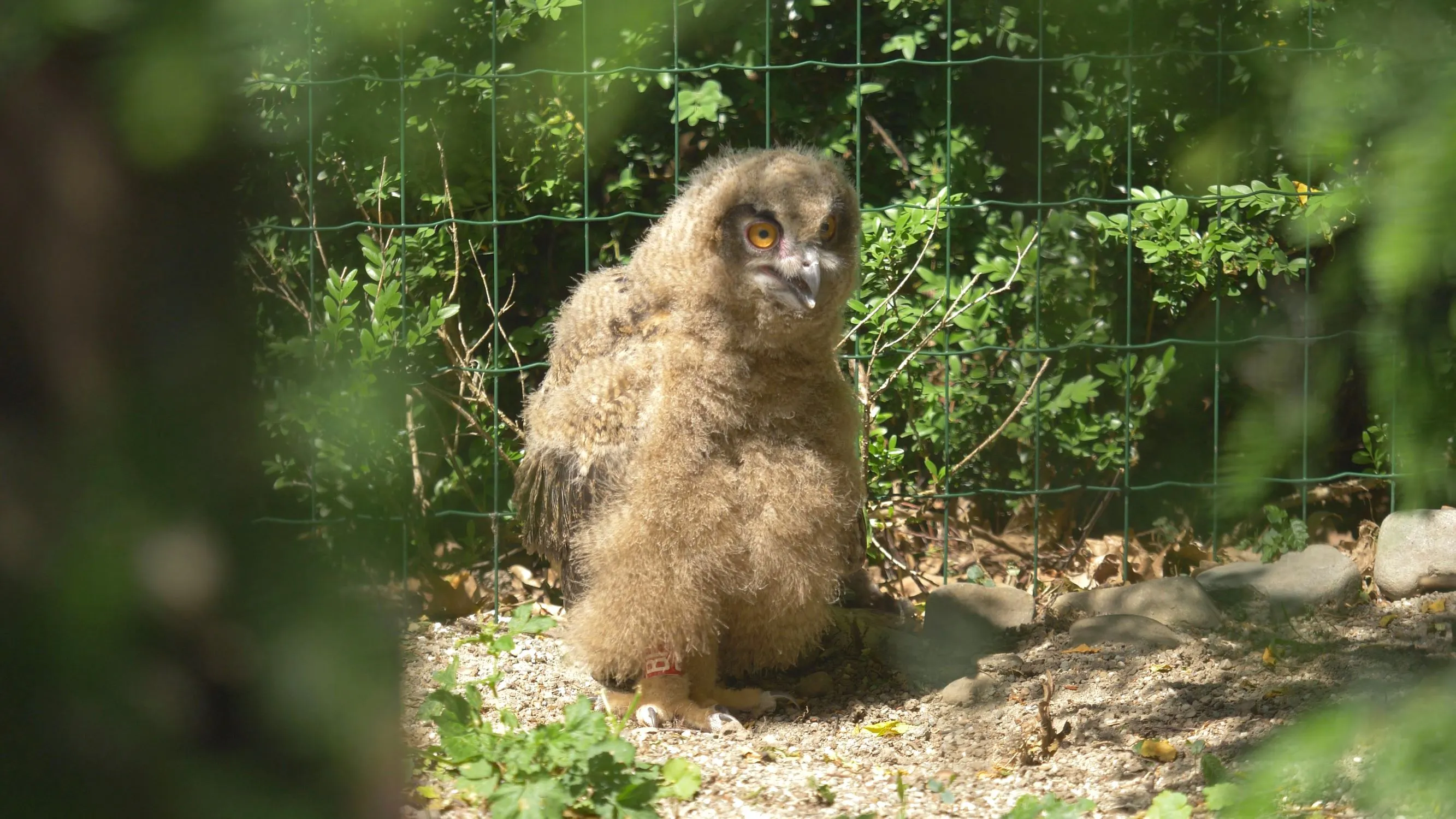 Mláďata největší evropské sovy v Zoo Ostrava