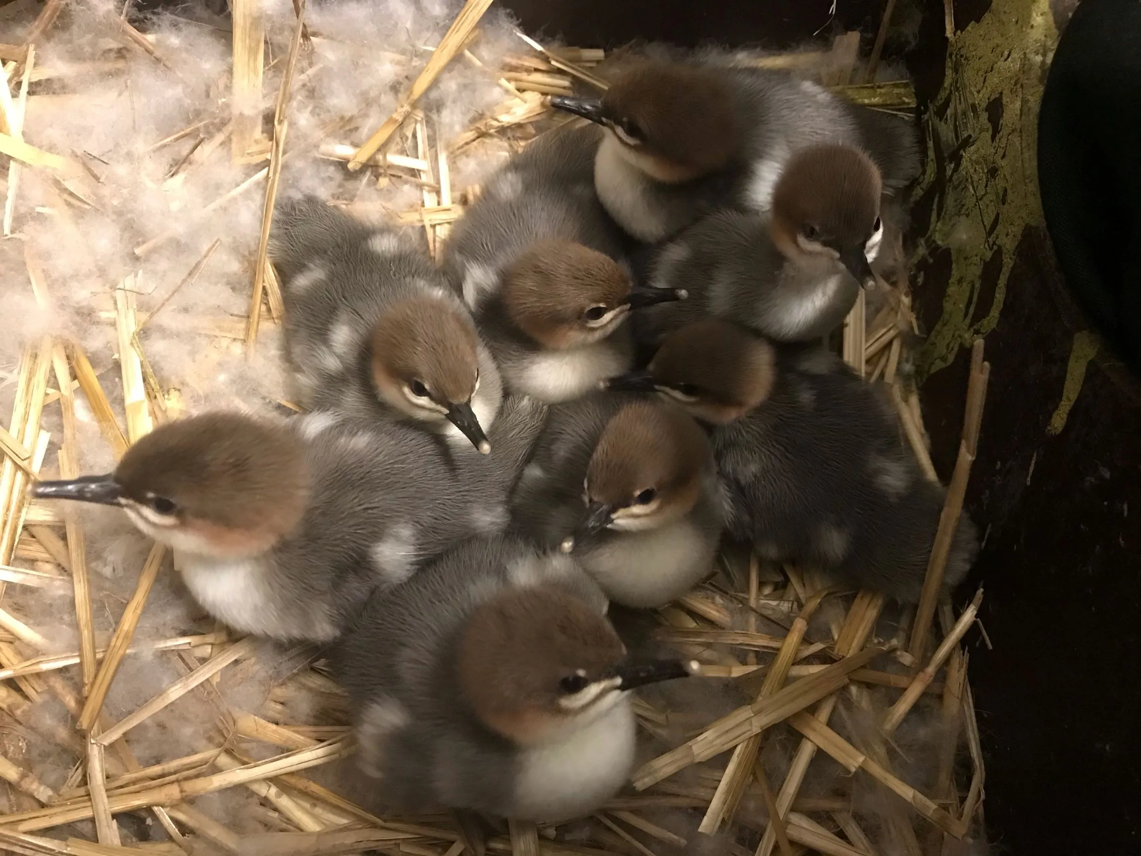 Prvoodchov morčáka šupinatého v Zoo Ostrava