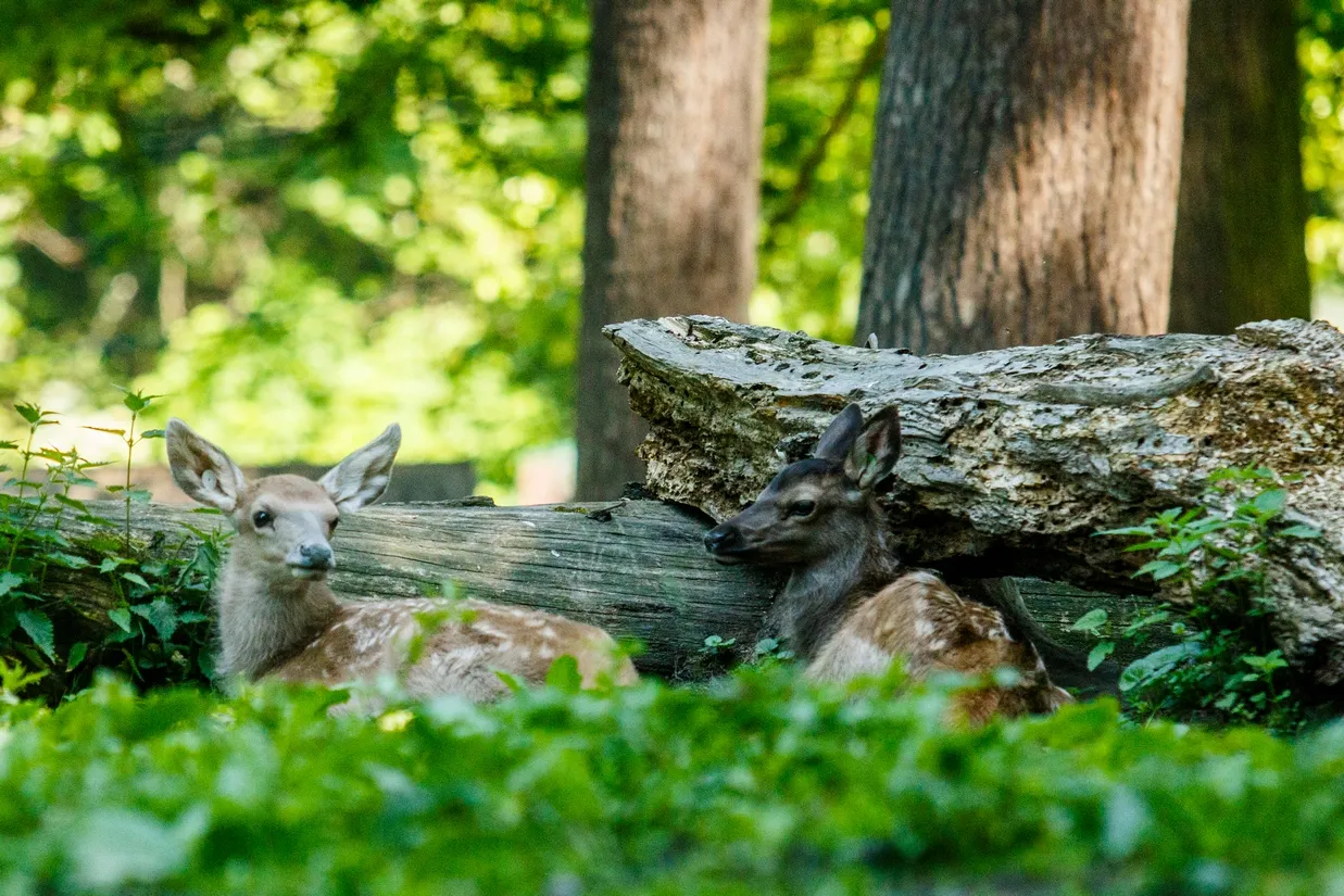 Mláďata jelenů nejsou opuštěná – ani v zoo, ani v přírodě